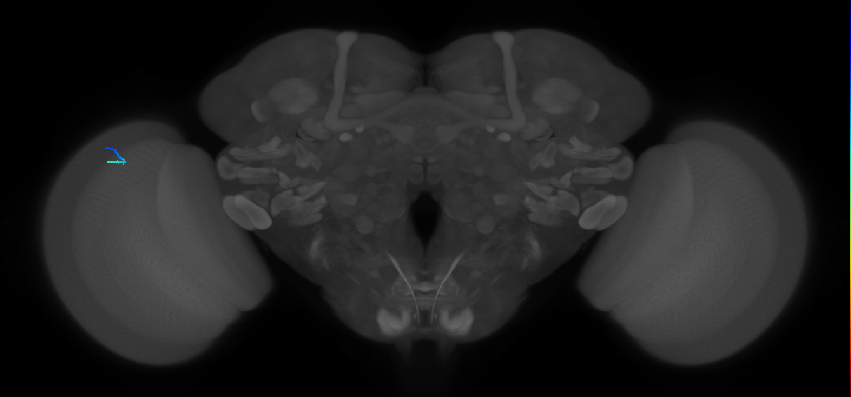 adult optic lobe intrinsic neuron