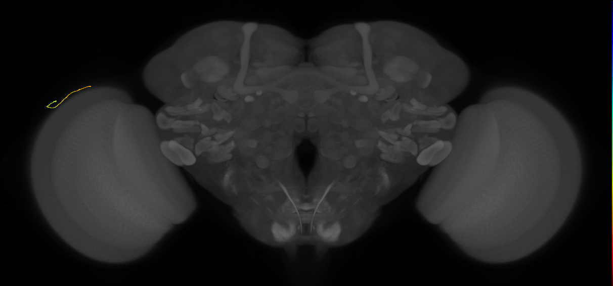 C2_fragment_L (MaleCNS:256898)