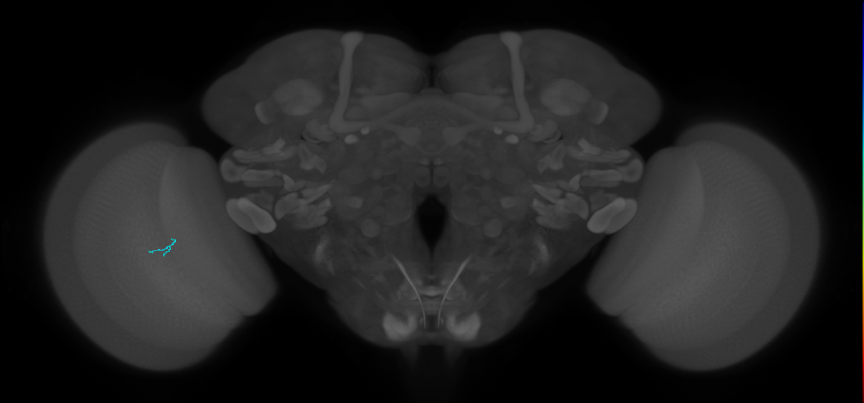 Dm3a_fragment_L (MaleCNS:305343)