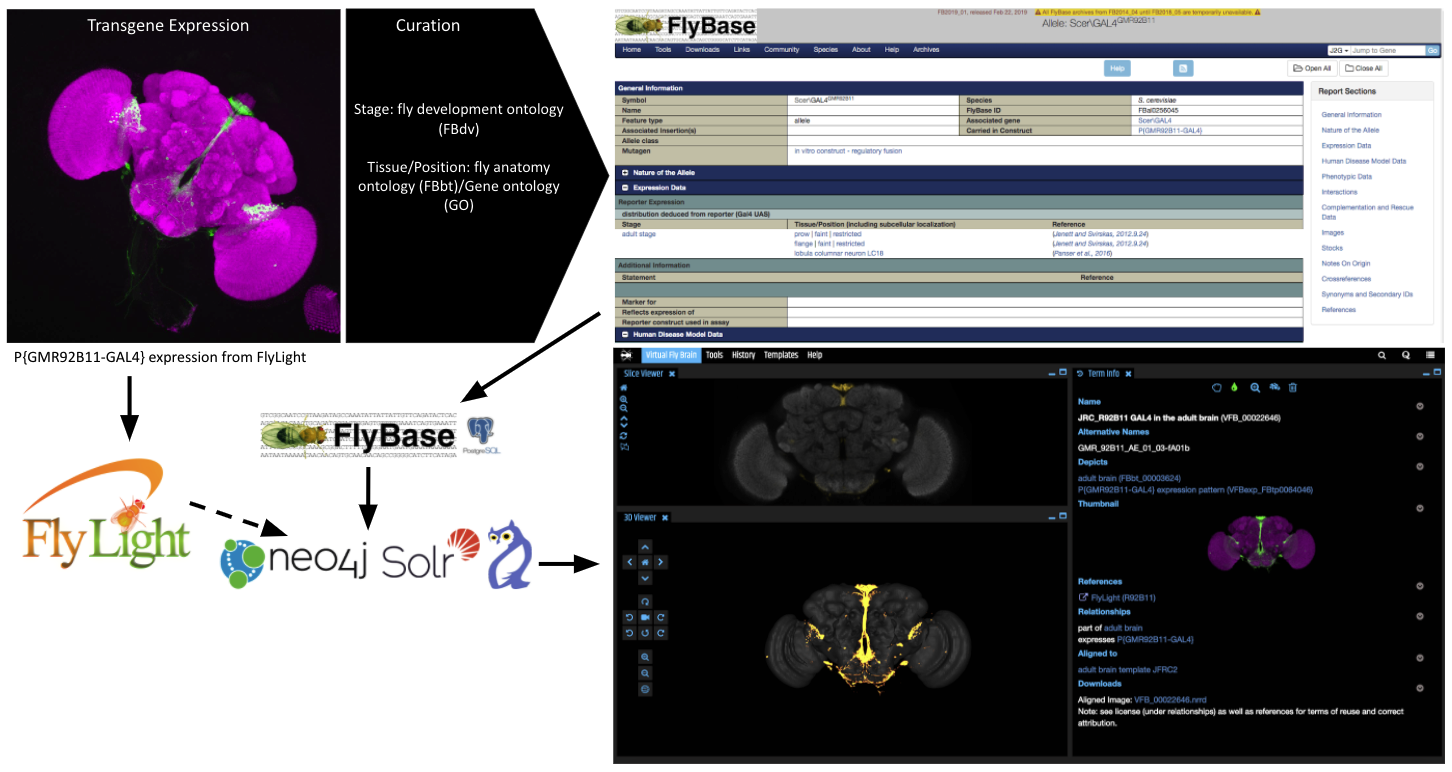 Transgene expression into FlyBase and Virtual Fly Brain (VFB)